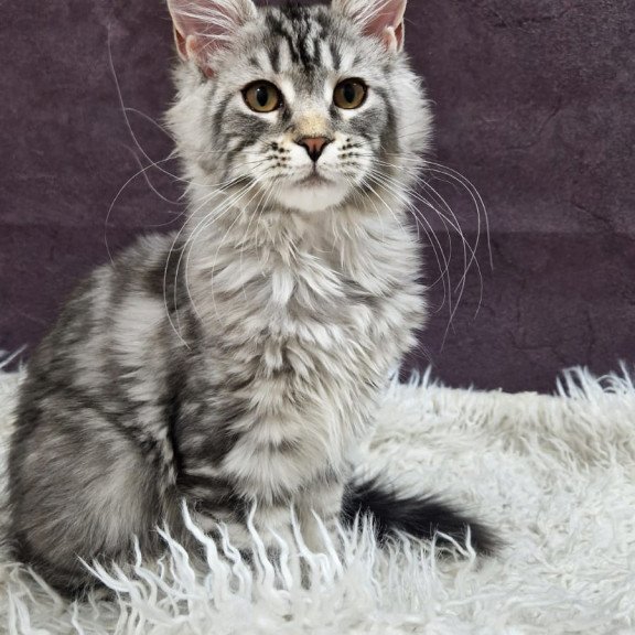 Maine Coon EZ Freya