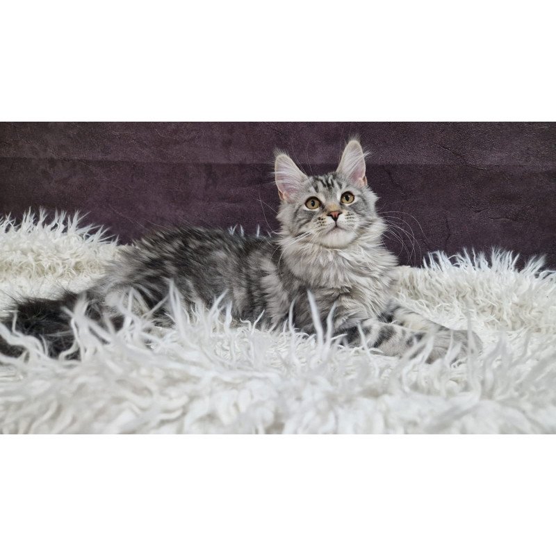 Maine Coon EZ Freya