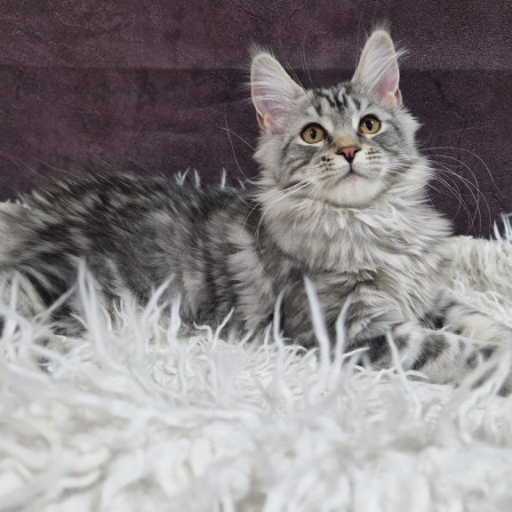Maine Coon EZ Freya