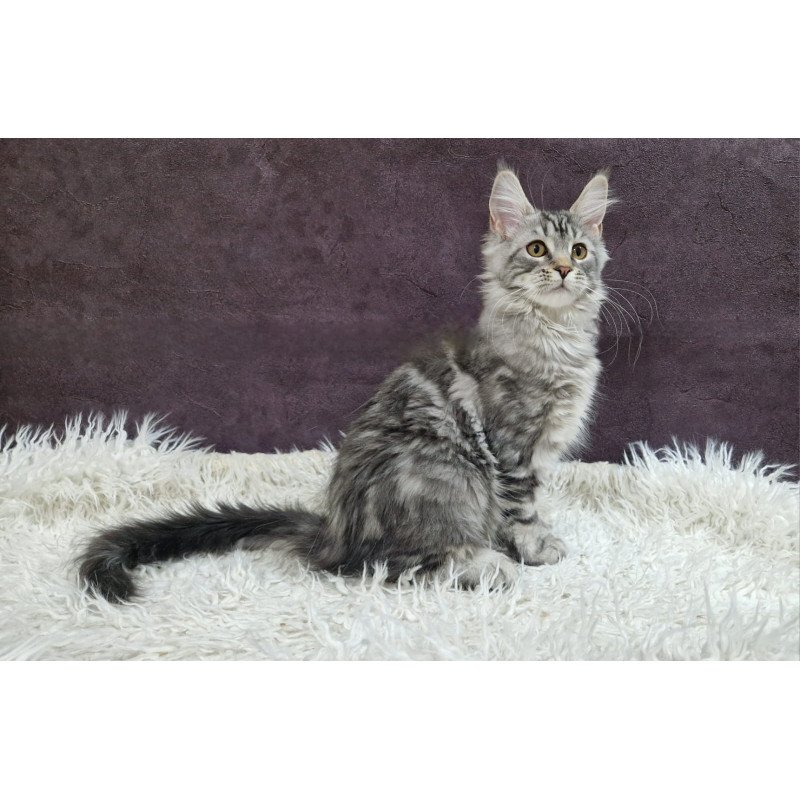 Maine Coon EZ Freya