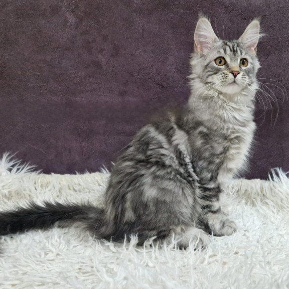 Maine Coon EZ Freya