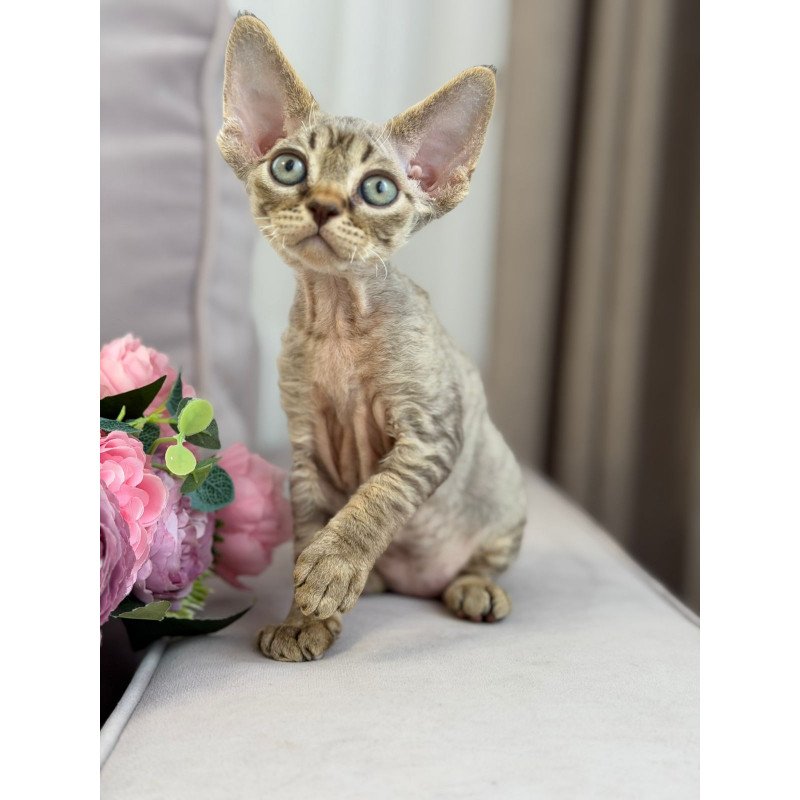 Devon Rex EZ Choco