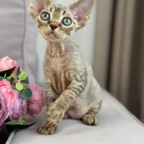 Devon Rex EZ Choco