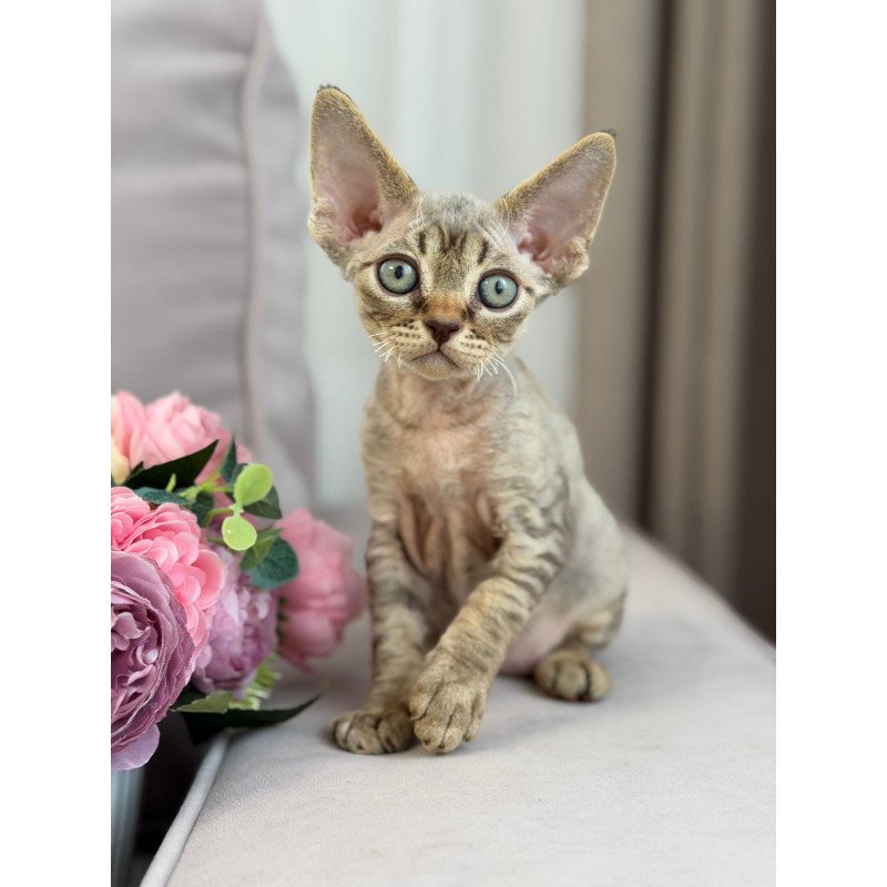 Devon Rex EZ Choco