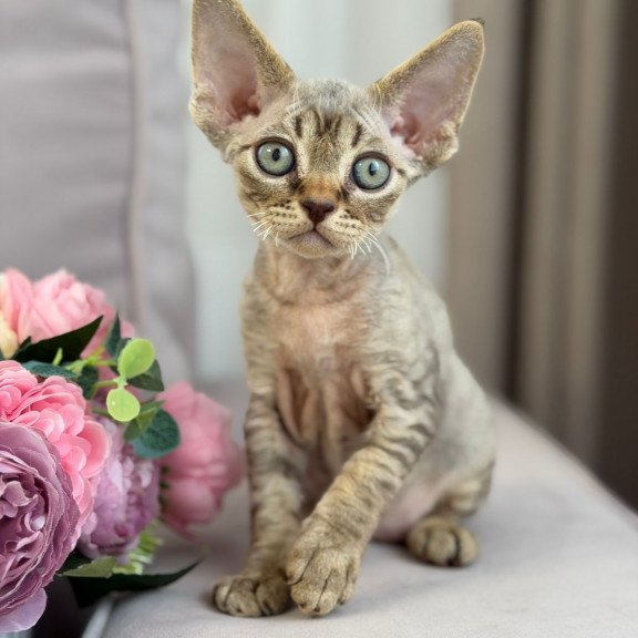 Devon Rex EZ Choco