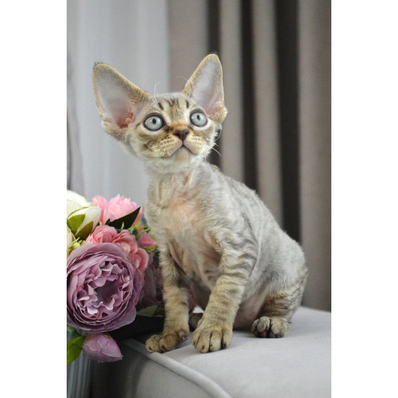 Devon Rex EZ Choco