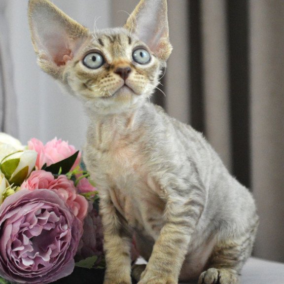 Devon Rex EZ Choco