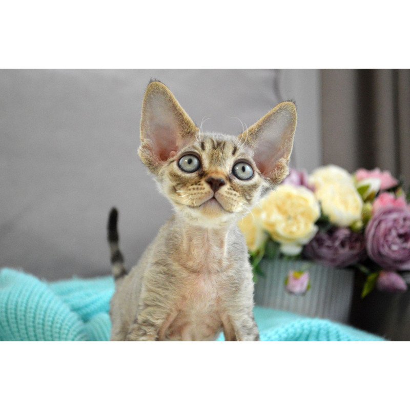 Devon Rex EZ Choco