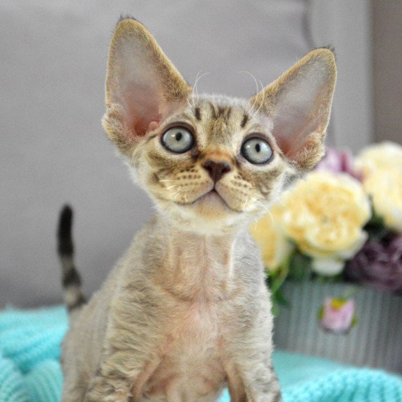 Devon Rex EZ Choco