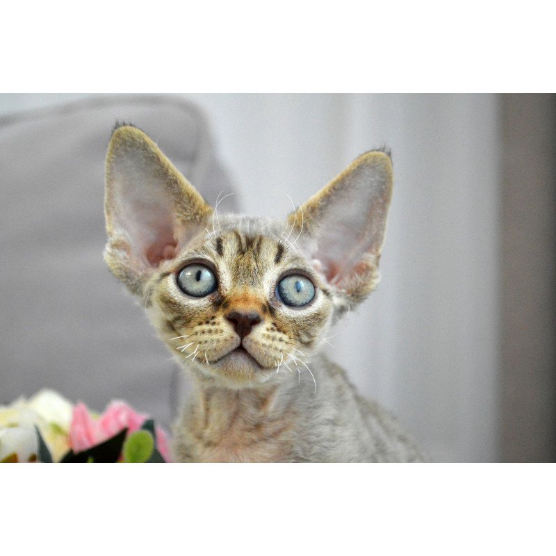 Devon Rex EZ Choco