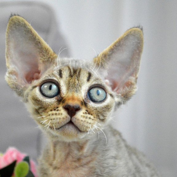 Devon Rex EZ Choco