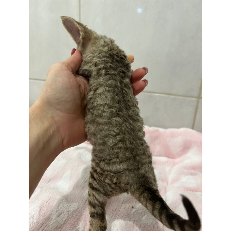 Devon Rex EZ Choco