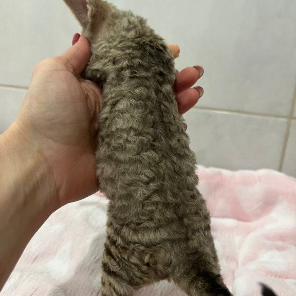 Devon Rex EZ Choco