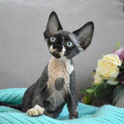 Devon Rex EZ Charli