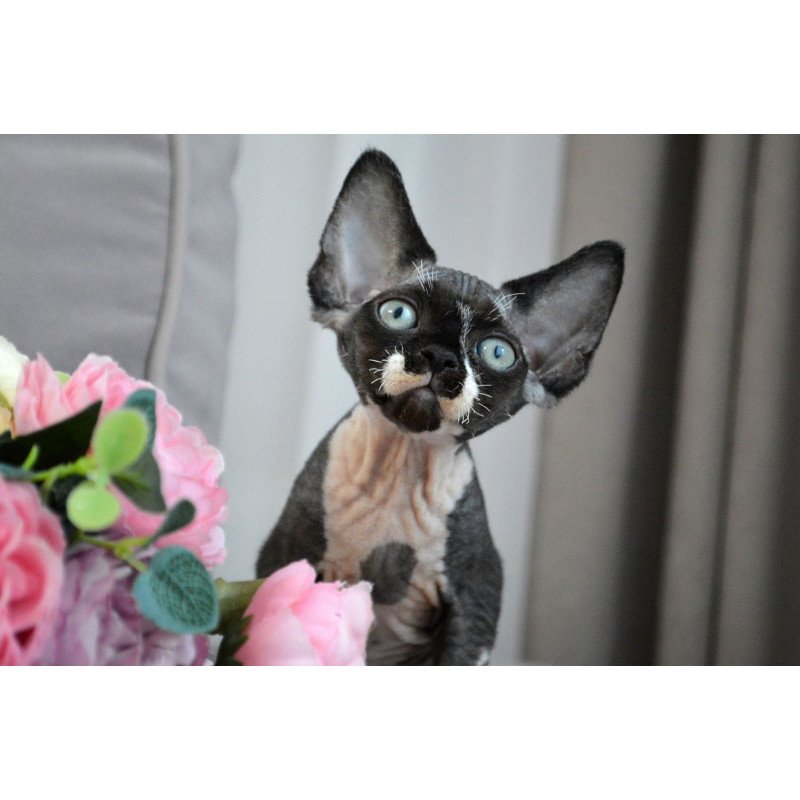 Devon Rex EZ Charli