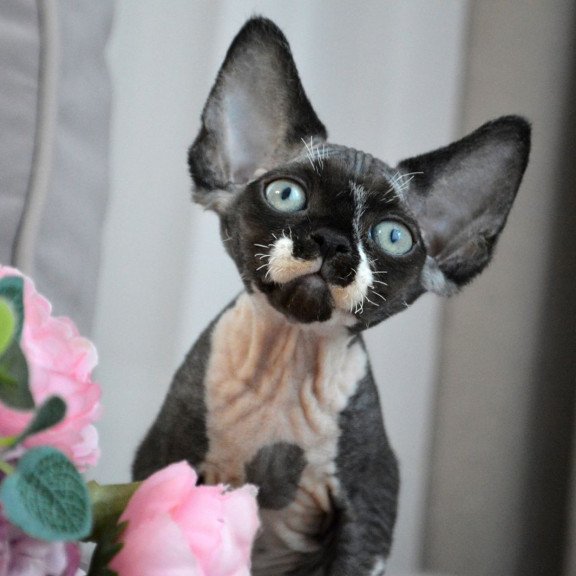 Devon Rex EZ Charli