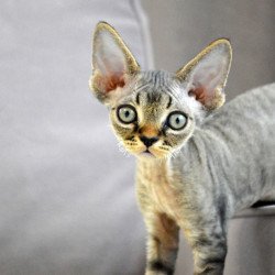 Devon Rex EZ Cleo