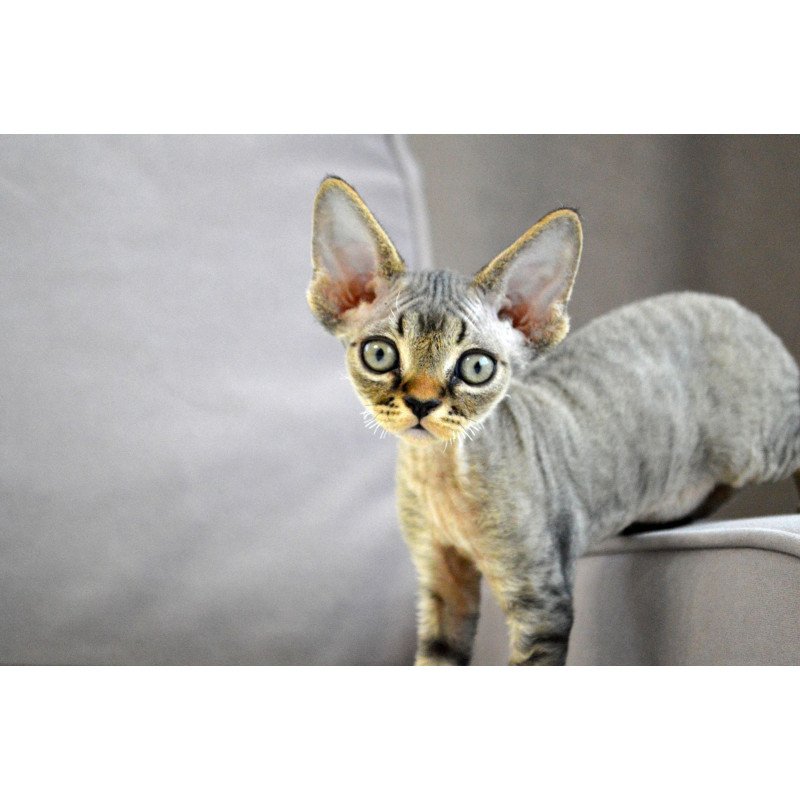 Devon Rex EZ Cleo