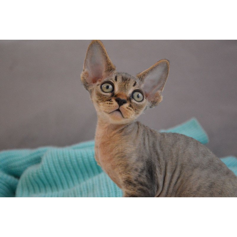 Devon Rex EZ Cleo