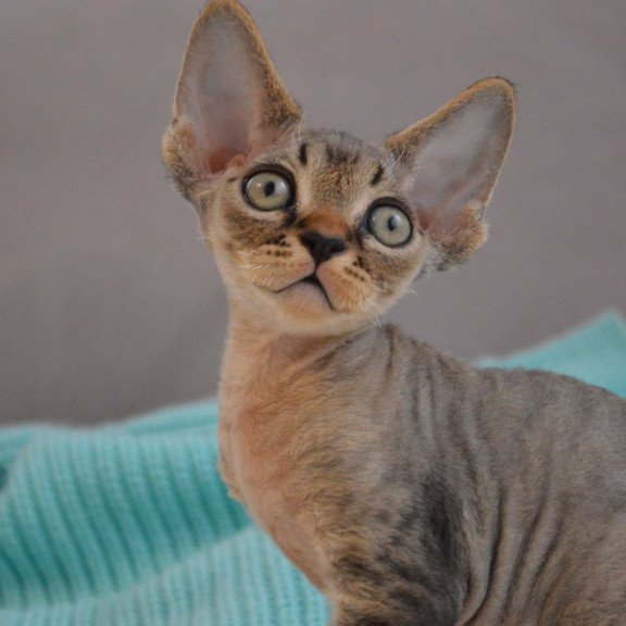Devon Rex EZ Cleo