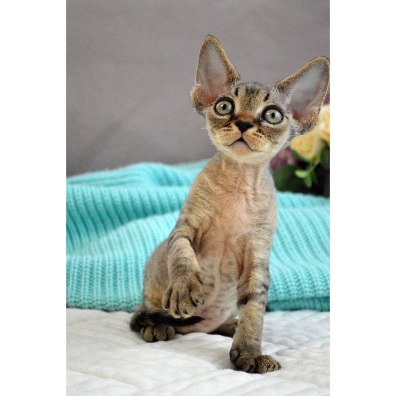 Devon Rex EZ Cleo