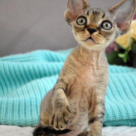 Devon Rex EZ Cleo