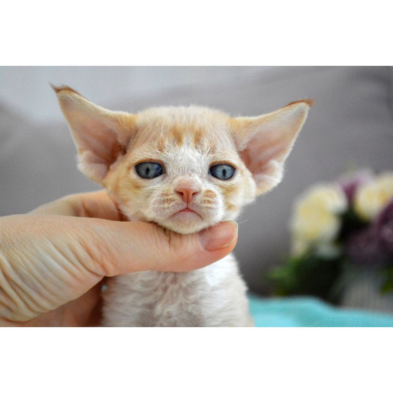 Devon Rex EZ Danny