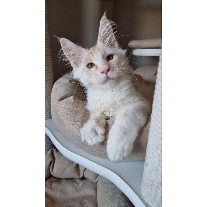 Maine Coon EZ Bertan