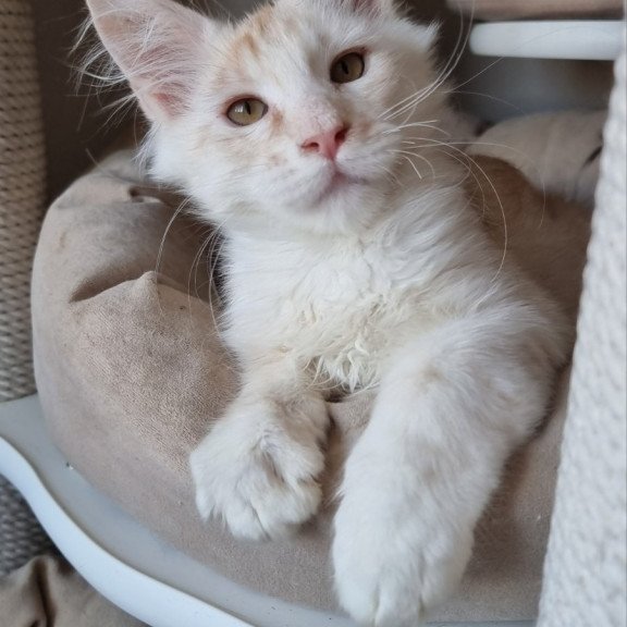 Maine Coon EZ Bertan
