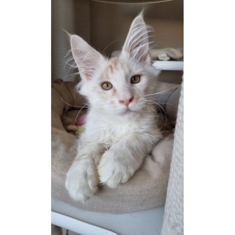 Maine Coon EZ Bertan