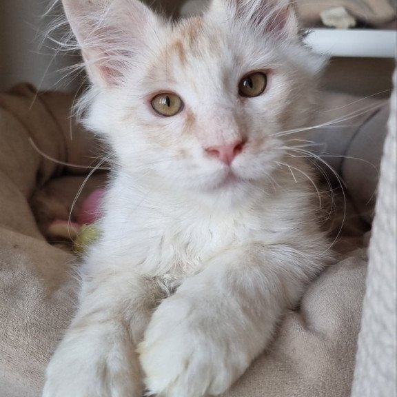 Maine Coon EZ Bertan