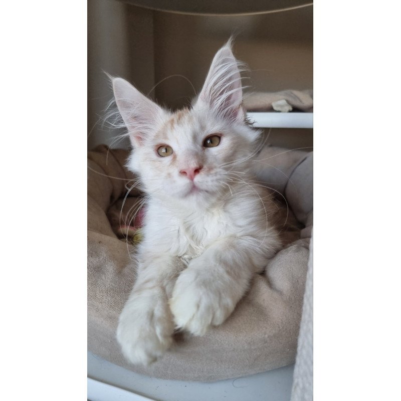 Maine Coon EZ Bertan