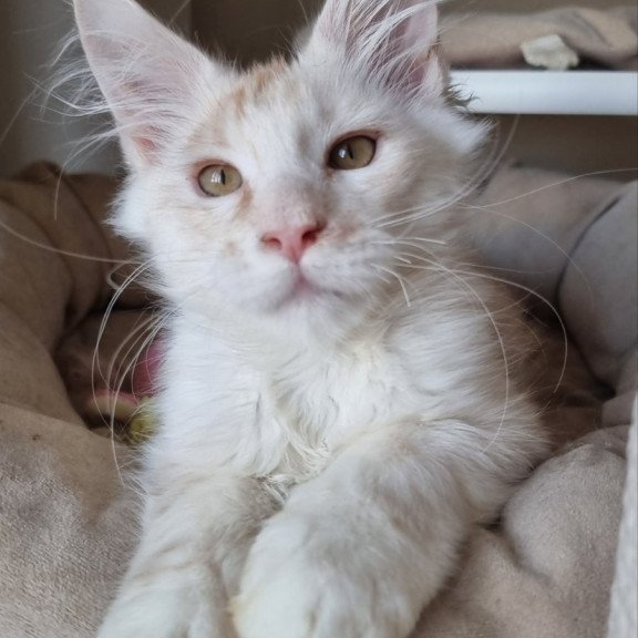 Maine Coon EZ Bertan