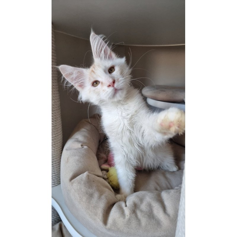 Maine Coon EZ Bertan