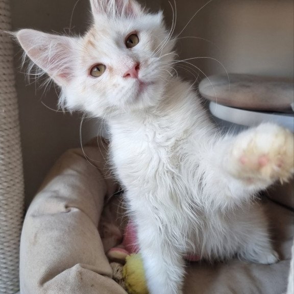 Maine Coon EZ Bertan