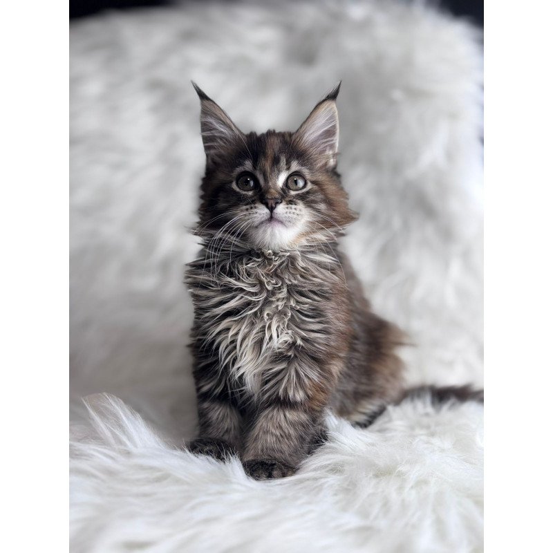 Maine Coon EZ Bohema