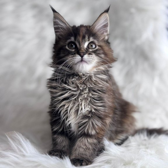 Maine Coon EZ Bohema