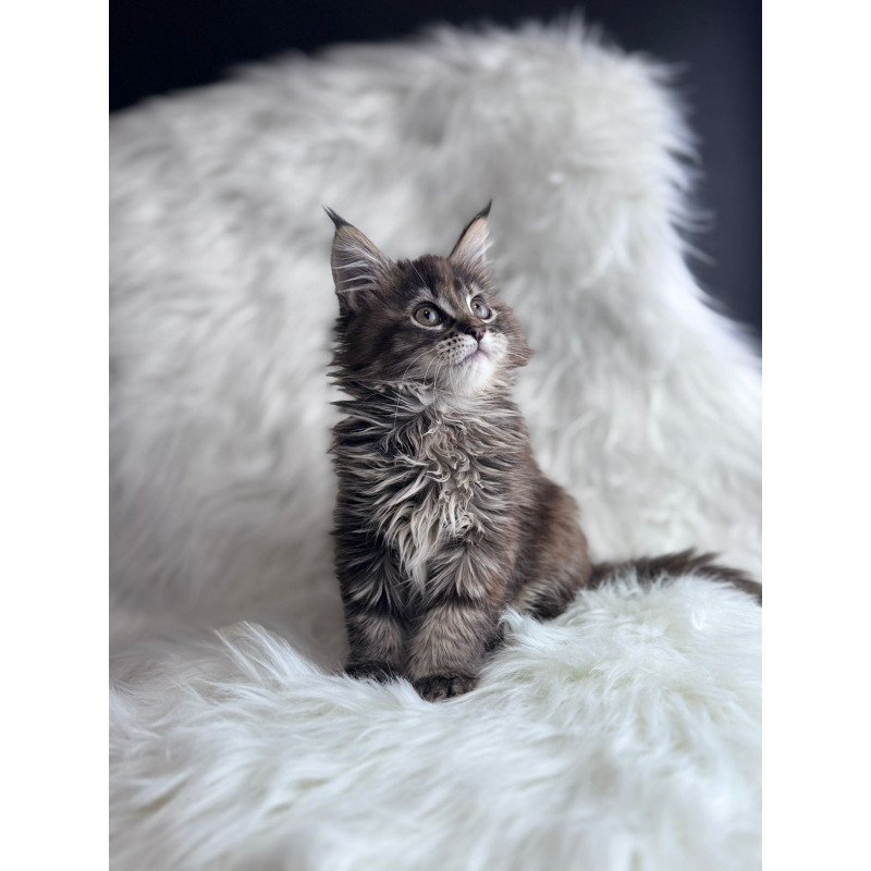 Maine Coon EZ Bohema