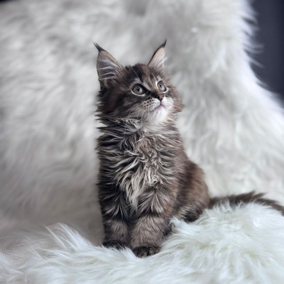 Maine Coon EZ Bohema