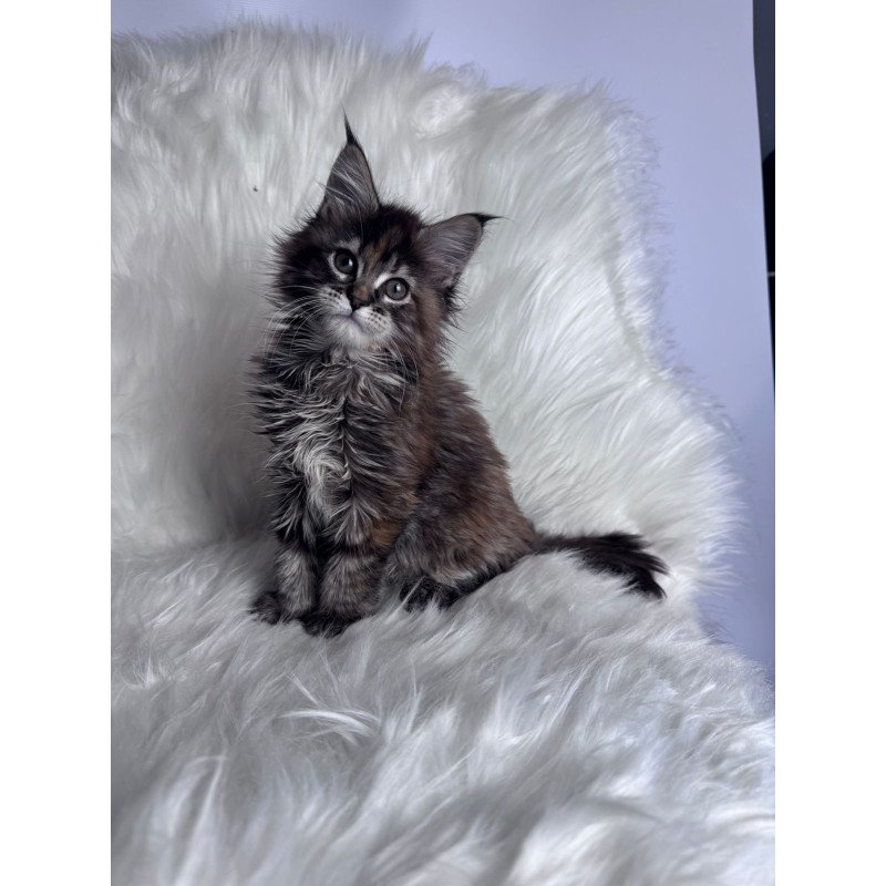 Maine Coon EZ Bohema