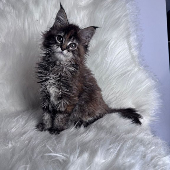 Maine Coon EZ Bohema