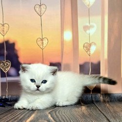 Munchkin Alva Dolce