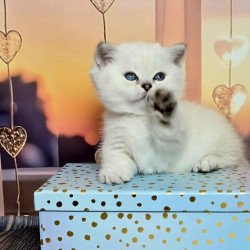 Munchkin Alva Dolce