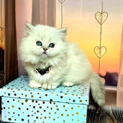 Munchkin Alva Pamela