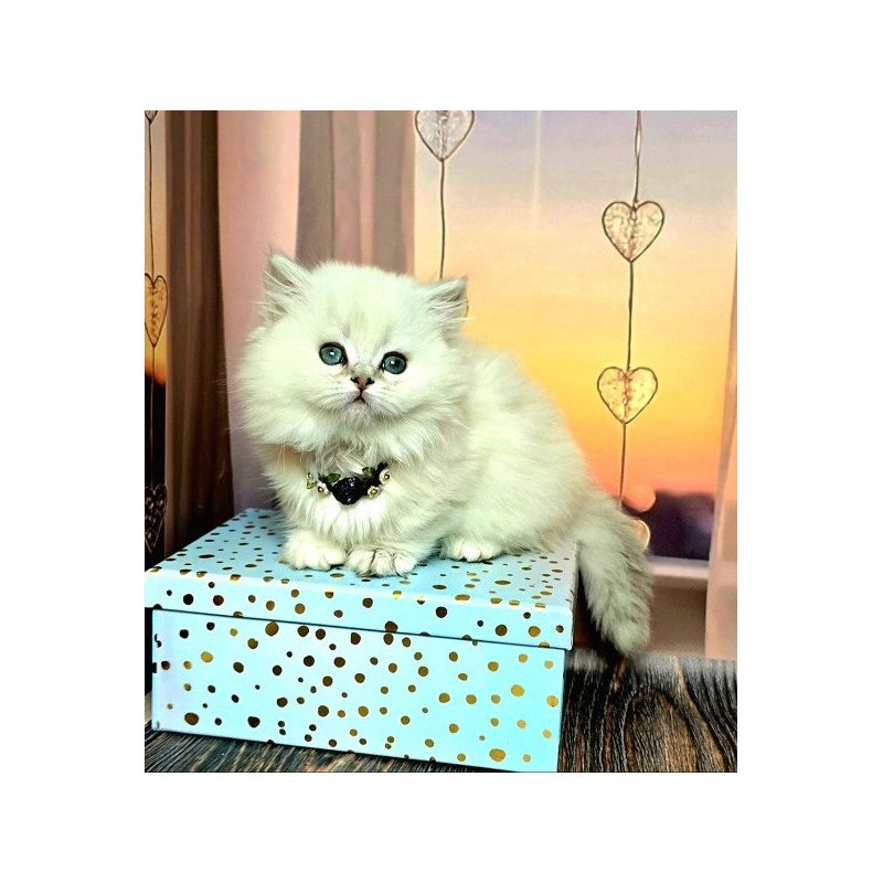 Munchkin Alva Pamela