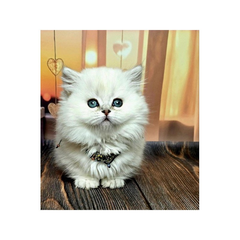 Munchkin Alva Pamela