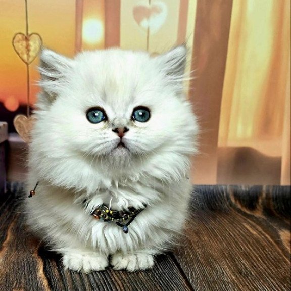 Munchkin Alva Pamela