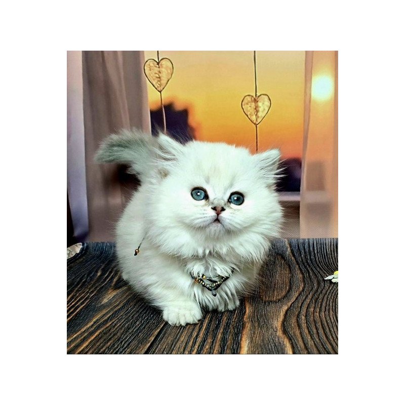 Munchkin Alva Pamela