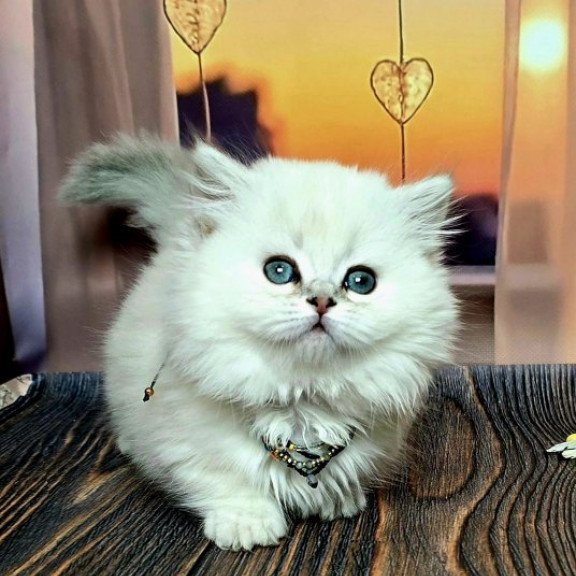 Munchkin Alva Pamela