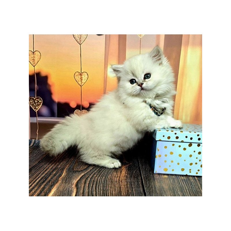 Munchkin Alva Pamela